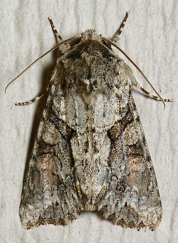 Achatia distincta